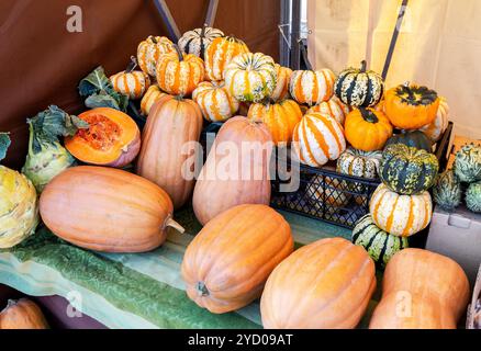 Récolté diverses citrouilles fraîches colorées Banque D'Images