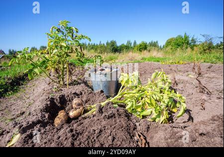 Les pommes de terre fraîchement creusés dans le métal godet sur le terrain à sunny day Banque D'Images