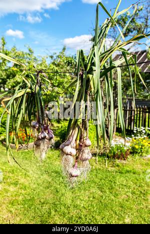 Tas de bulbes d'ail fraîchement récoltés avec dessus Banque D'Images