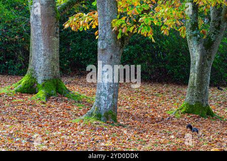 Troncs d'arbres matures avec des feuilles mortes et un écureuil noir à Steveston Colombie-Britannique Canada Banque D'Images