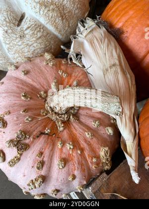 Heirloom Pumpkins Close Up, 2024, NYC, États-Unis Banque D'Images