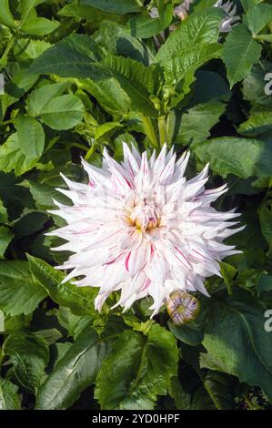 Gros plan de Dahlia Micks menthe poivrée un dahlia éclaboussé blanc et rouge moyen qui est une floraison estivale semi-robuste gel tendre pérenne décidue Banque D'Images