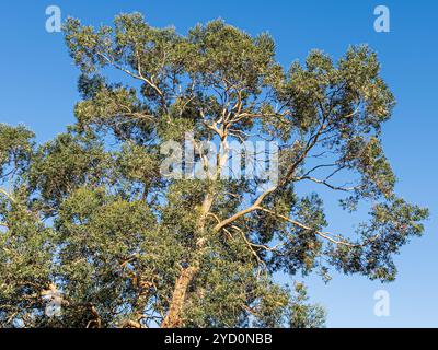 Le soleil brille sur un arbre d'eucalyptus posé contre un ciel bleu clair à Leuchars, Fifem Écosse Royaume-Uni Banque D'Images