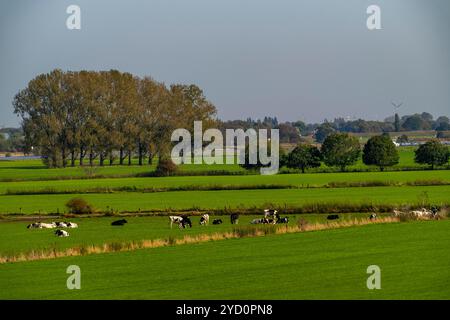 Paysage du Rhin inférieur, avant-pays de dyke près de Grieth, NRW, Allemagne, Banque D'Images