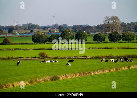 Paysage du Rhin inférieur, avant-pays de dyke près de Grieth, NRW, Allemagne, Banque D'Images