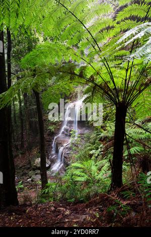 Vue sur la cascade à travers de grandes fougères Banque D'Images