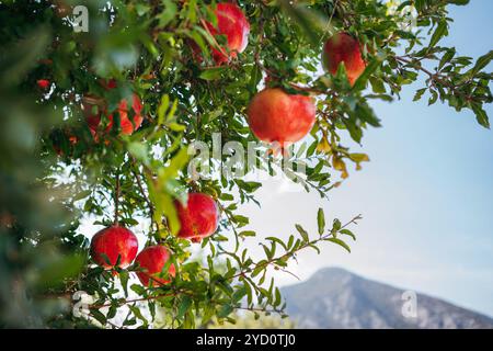 Jardin de grenade en Turquie avec des fruits rouges vibrants suspendus aux arbres créant une scène pittoresque d'abondance naturelle. Prêt pour la récolte des grenades Banque D'Images