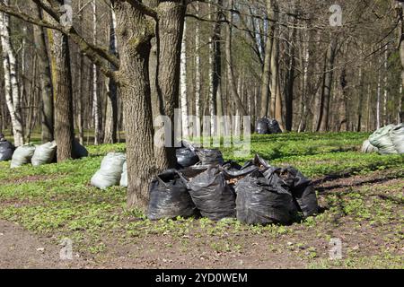 Les sacs poubelle sont noirs avec des ordures debout à proximité. nettoyage du territoire. propreté dans la ville. propreté dans le parc Banque D'Images