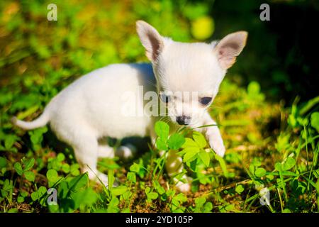 Petit chien chihuahua blanc sur la marche. Un petit chien. Chiot. Chien blanc. Chien Banque D'Images