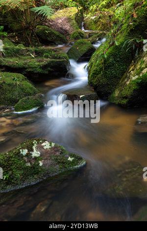 Ruisseau de montagne serpentant à travers des roches moussues et des fougères Banque D'Images