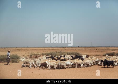 Campagne, Maroc, 23 juillet 2019 : Berger guidant un troupeau de moutons dans les prairies sèches du Maroc sous un soleil éclatant Banque D'Images