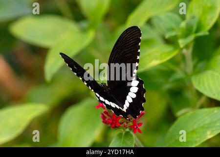 Papillon mormon commun, Papilio polytes, trouvé en Asie du Sud-est et en Australasie Banque D'Images