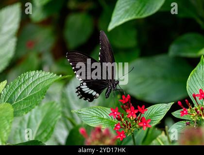 Papillon mormon commun, Papilio polytes, trouvé en Asie du Sud-est et en Australasie Banque D'Images