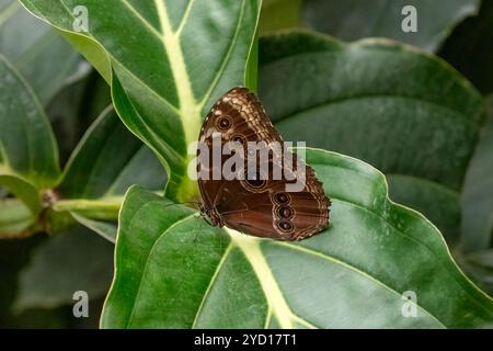 Papillon morpho bleu Menelaus avec ailes fermées, trouvé en Amérique centrale et du Sud Banque D'Images