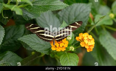 Zebra Longwing Butterfly, Heliconius charithonia, State Butterfly of Florida. Trouvé dans les parties extrêmes du sud des États-Unis vers le sud Banque D'Images
