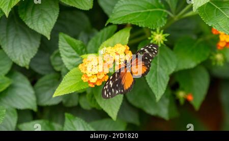 Tiger Longwing Butterfly, Heliconius hecale, trouvé en Amérique du Sud Banque D'Images