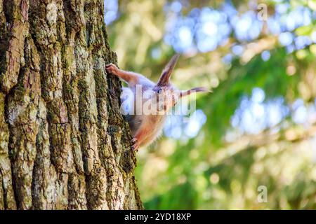 Un écureuil est assis sur un arbre. Rongeur animal. Animal sauvage. Les habitants du parc Banque D'Images