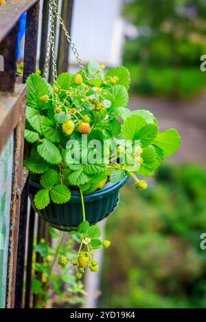 Fraises poussant dans un pot sur le balcon. Baies maison sur le balcon Banque D'Images