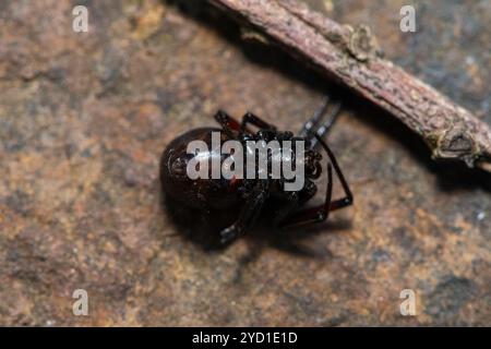 Fausse araignée à boutons (Steatoda sp.), également connue sous le nom d'araignée noire en toile d'araignée, araignée brune de maison ou araignée de placard Banque D'Images