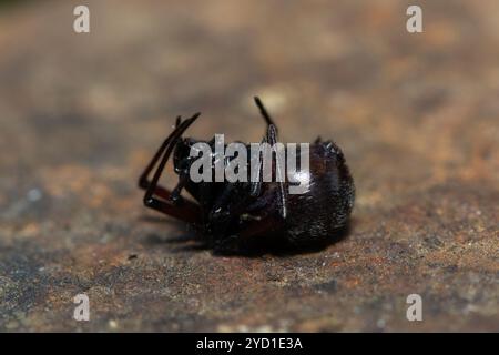 Fausse araignée à boutons (Steatoda sp.), également connue sous le nom d'araignée noire en toile d'araignée, araignée brune de maison ou araignée de placard Banque D'Images