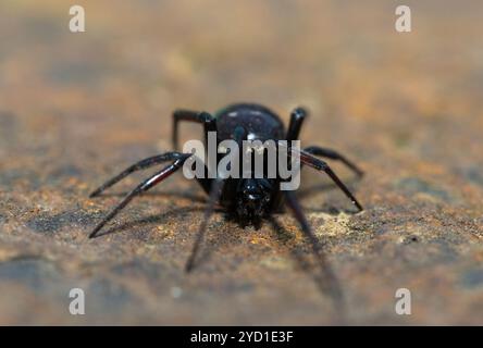 Fausse araignée à boutons (Steatoda sp.), également connue sous le nom d'araignée noire en toile d'araignée, araignée brune de maison ou araignée de placard Banque D'Images