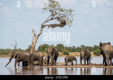 Famille d'éléphants à un lac pour un bain au parc national Kruger en Afrique du Sud Banque D'Images