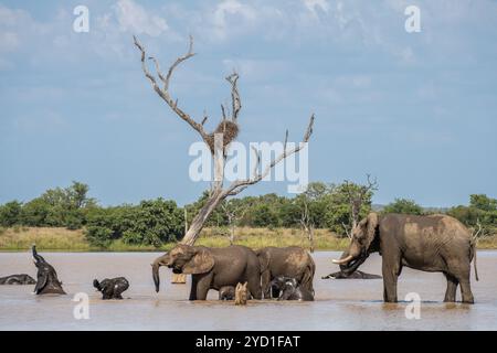 Famille d'éléphants à un lac pour un bain au parc national Kruger en Afrique du Sud Banque D'Images