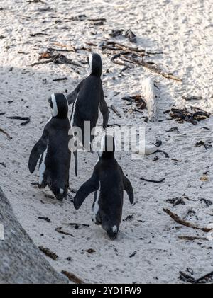 Manchots du Cap marchant ensemble vers l'eau en Afrique du Sud Banque D'Images