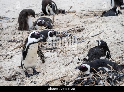 Couples de manchots du Cap nichant ensemble à Boulders Beach près de Simons Town, Afrique du Sud Banque D'Images