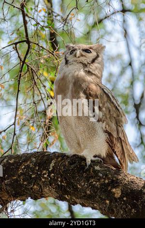 Aigle-hibou de Verreaux, Ketupa lactea, réserve de chasse de Mashatu, Botswana Banque D'Images