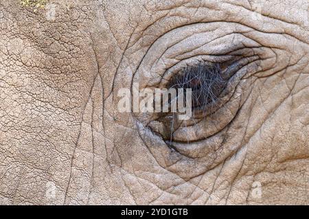 Détail des yeux d'éléphant de Bush africain, Loxodonta africana, réserve de gibier de Mashatu, Botswana Banque D'Images