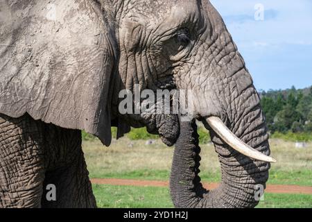 Rencontres rapprochées et promenade avec les éléphants au Knysna Elephant Park en Afrique du Sud Banque D'Images
