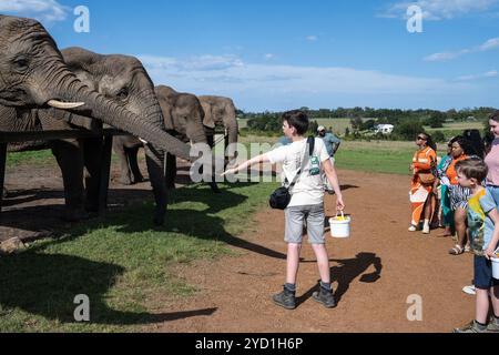 Garçon nourrissant l'éléphant au Knysna Elephant Park en Afrique du Sud Banque D'Images