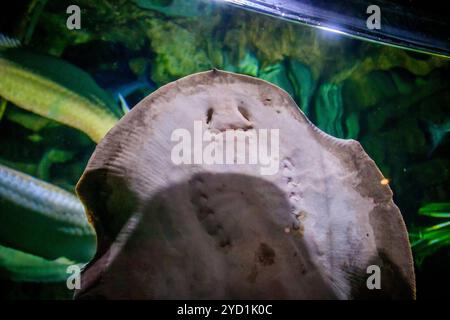 Poisson Stingray dans l'aquarium. Les habitants de la mer. Poisson de mer. Banque D'Images