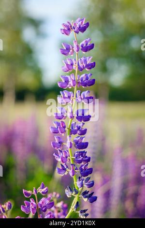 Lupin, lupin, champ de lupin avec fleurs roses violettes et bleues. Bande de lupins fond d'été Banque D'Images