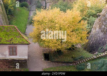 Un paysage d'automne serein avec un arbre aux feuilles dorées à côté d'un vieux bâtiment couvert de mousse, Banque D'Images