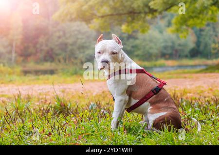 Chien Amstaff sur une promenade dans le parc. Gros chien. Chien brillant. Couleur de la lumière. Animal domestique. Banque D'Images