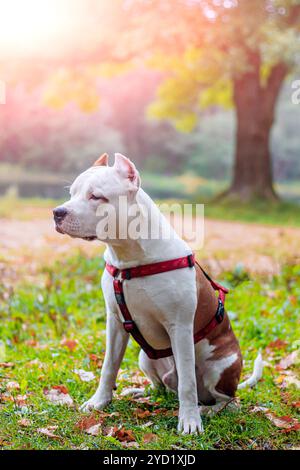 Chien Amstaff sur une promenade dans le parc. Gros chien. Chien brillant. Couleur de la lumière. Animal domestique. Banque D'Images