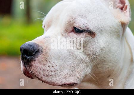 Chien Amstaff sur une promenade dans le parc. Gros chien. Chien brillant. Couleur de la lumière. Animal domestique. Banque D'Images