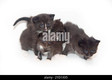 Petit chaton noir sur fond blanc. Animal domestique. Chaton 3 semaines. Banque D'Images