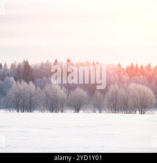 Paysage hivernal enneigé sur le terrain. Arbres blancs gelés. Espaces ouverts russes. Hiver Banque D'Images