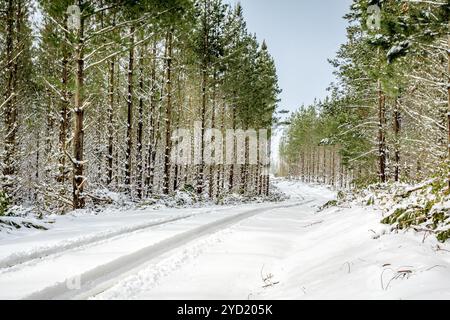 Conduite à travers des forêts de pins sur des routes enneigées Banque D'Images