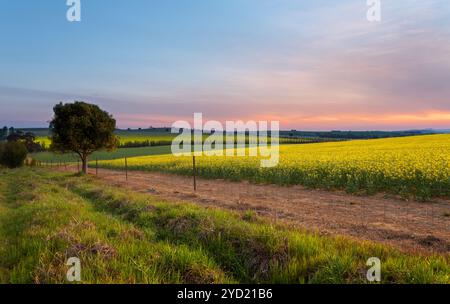 Coucher de soleil sur les champs agricoles de canola Farm Banque D'Images