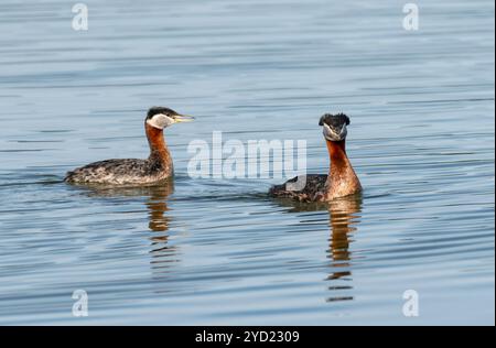 Grebe à cou rouge, printemps, Alaska Banque D'Images