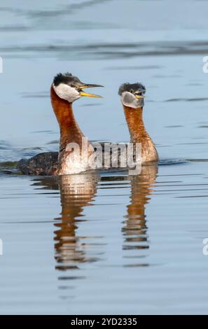 Grebe à cou rouge, printemps, Alaska Banque D'Images