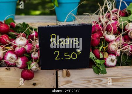 Les radis frais sont perçus pour la vente dans des contenants en bois sur un stand avec des prix canadiens-français signe. Les légumes racines agricoles affichée à une Banque D'Images