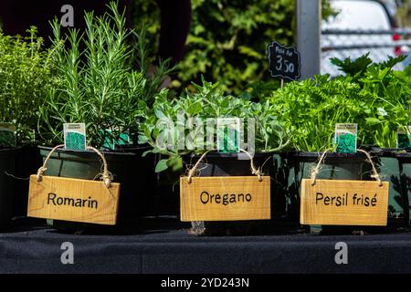 Une vue rapprochée d'herbes maison à vendre à la foire dans une ville française, les panneaux indiquent le romarin, origan et persil commun, gondolé ing de cuisine Banque D'Images