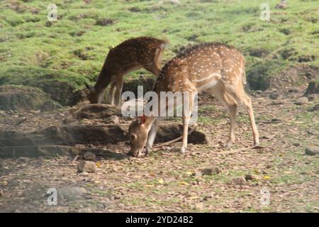 Repéré des cerfs bronzer dans l'après-midi. Banque D'Images