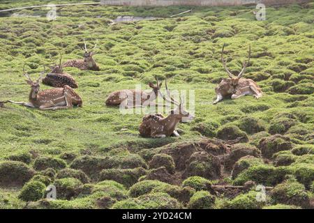 Repéré des cerfs bronzer dans l'après-midi. Banque D'Images