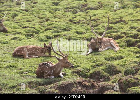 Repéré des cerfs bronzer dans l'après-midi. Banque D'Images